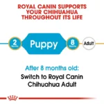 Puppy Chihuahua - Image 2