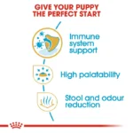 Puppy Chihuahua - Image 4