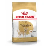 Adult Chihuahua