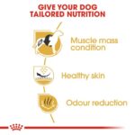 Adult French Bulldog - Image 4