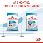 Puppy Giant - Image 3