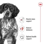 Adult Medium breeds - Image 2