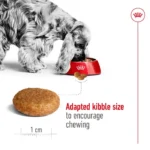 Adult Medium breeds - Image 3