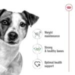 Adult Mini breeds - Image 2