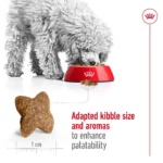 Adult Mini breeds - Image 3